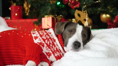 Cute Dog Wearing Sweater Lying Under Christmas Tree