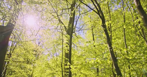Sun Beaming Directly To the Forest with Trees of Varying Heights