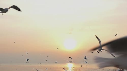 White Seagulls Flying Over The Sea Under Sunset Slow Motion