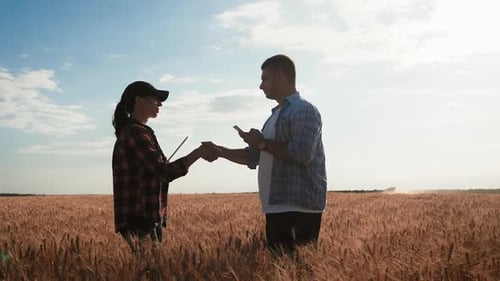 Los agricultores se dan la mano sobre la cosecha de trigo en la época de la cosecha, los granjeros del equipo se paran