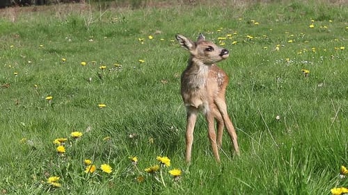 Roe Deer, capreolus capreolus, Fawn in Blooming Meadow, Grooming, Normandy, Real Time