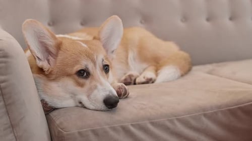 Adorable perro Corgi dormido en el sofá