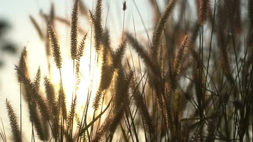 Warm Sunlight Through Ornamental Grasses at Golden Hour