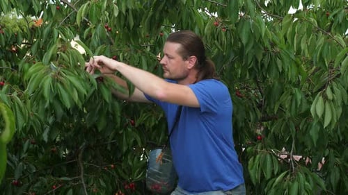 Man Picking Fresh Cherries From a Tree