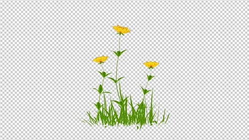 Animated Growing Grass and Yellow Flowers