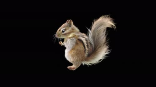 76 Chipmunk Tanzen 4K
