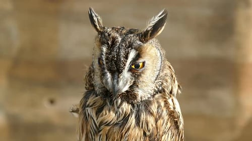 Surprised Owlet