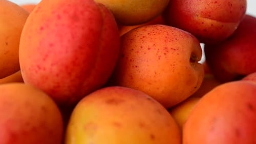 Fresh Ripe Apricots Piled Up