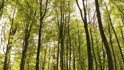 Peaceful Tall Trees in the Middle of the Forest