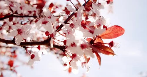 Close Up Cherry Blossom Waying Wind Closeup Background