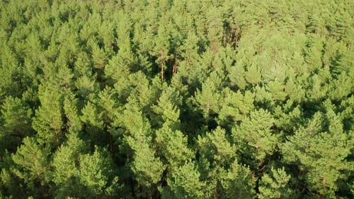 Aerial View of Top of the Spruce Trees in the Green Forest
