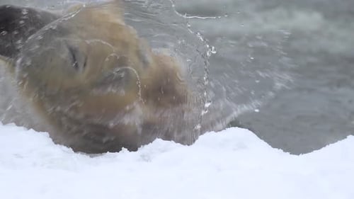 Polar Bear in Winter Landscape at Snowfall Swimming in Cold Water Across Broken Ice