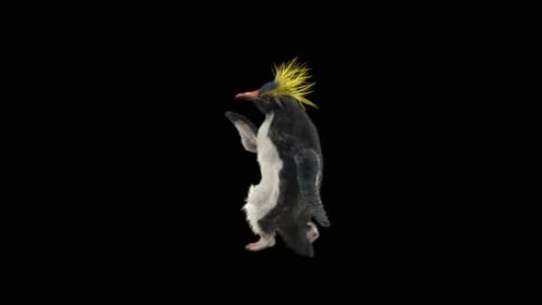 Realistic Animated Macaroni Penguin Walking with Alpha Channel