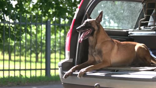 El perro está acostado dentro de un maletero y comienza a ladrarle a un extraño.