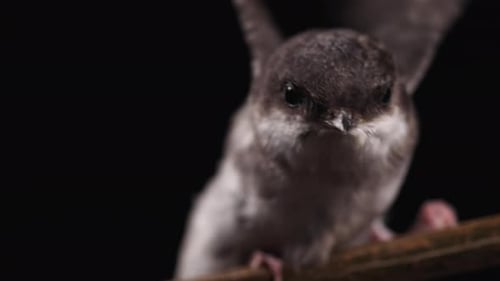 Whitethroated Swallow Hirundo Rustica Sitting on Wooden Branch and Rests