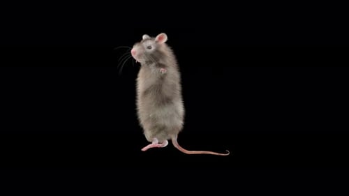Animated Realistic Rat Character Standing on Hind Legs