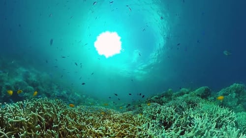 The Underwater World of a Coral Reef