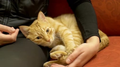 Frau streichelt eine rote Katze auf der Couch