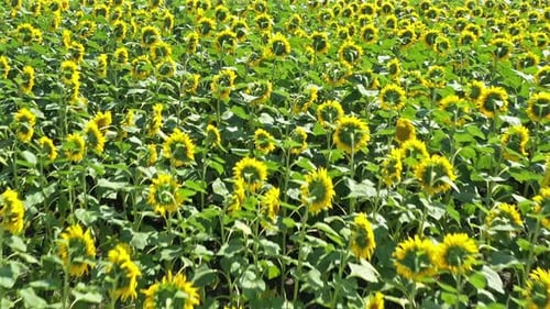 Wiese mit Sonnenblumen