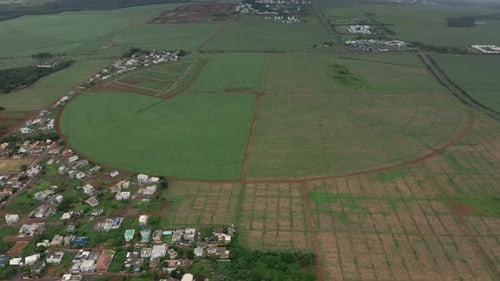 Aerial View Over Round Fields of Sugarcane on the Island of Mauritius