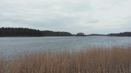 AERIAL: Flying Over Reeds Waving in Wind Near the Lake and Forest on a Gloomy Dull Day