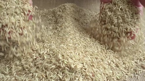 Hands Pouring Pile of Rice Grains