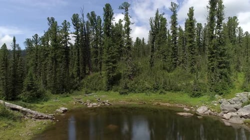 Forest Lake 2