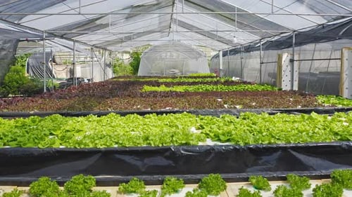 Row of fresh vegetable salad garden plant industry farm in argricuture concept. Hydroponic