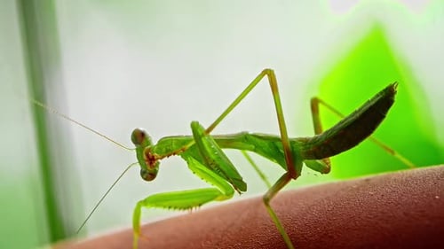 Mantis