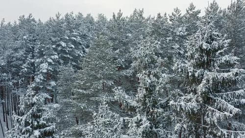 Winter Forest Covered By Snow