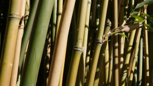 Forests of young bamboo plant stalk close-up shallow DOF 4K 3840X2160 30fps UltraHD video - Beautif