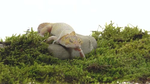 Cute Leopard Gecko or Eublepharis Macularius on Green Moss in White Isolated Background