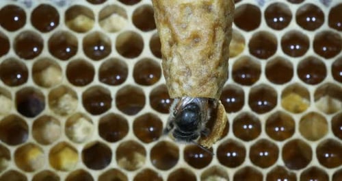 |European Honey Bee, apis mellifera, Emergence of a Queen, Bee Hive in Normandy, Real Time 4K