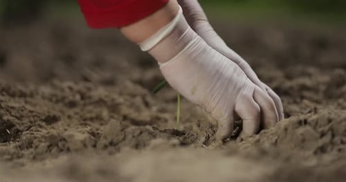 Hands Planting Small Green Sprout in Soil