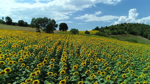 Sonnenblumen mit Himmel
