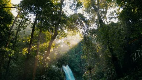 Strahlende Sonne im Wald