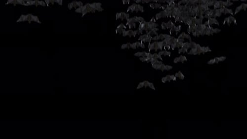 Dark Swarm of Flying Bats Animation