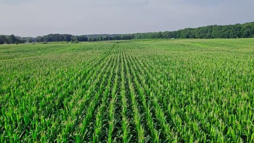 Corn Field Flight Over the Cream of Corn Stalks Excellent Growth