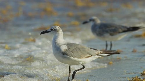 Möwen am Ufer