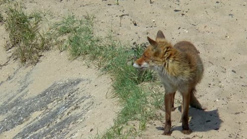 A standing red fox looks around.