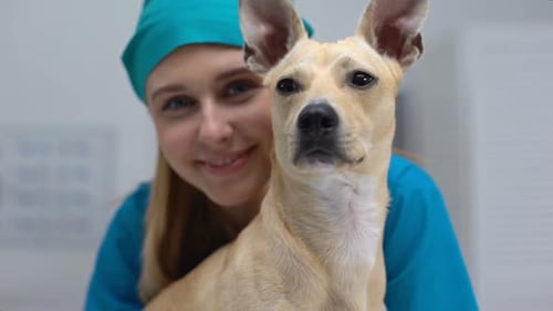 Smiling Vet Doctor With Funny Dog Posing on Camera, Professional Pet Clinic Care