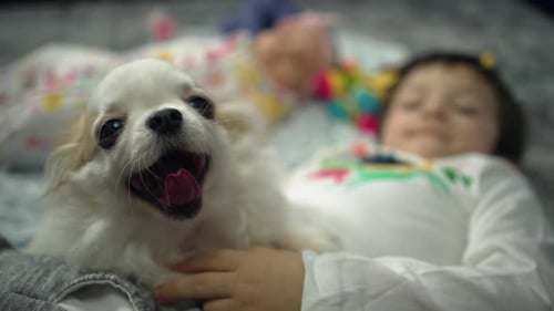 Little Girl Resting with Her White Chihuahua