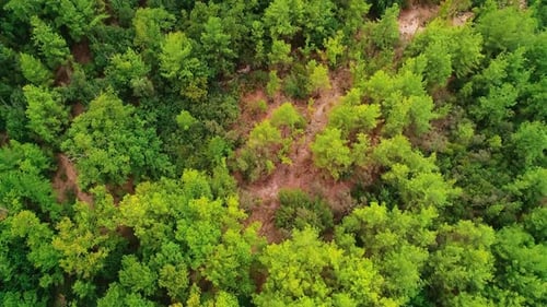 Bosque (4K)