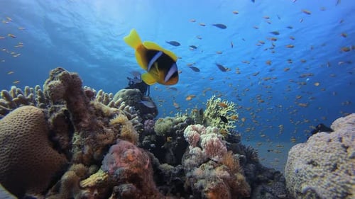 Tropical Underwater Clownfish
