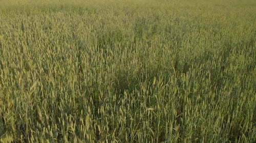 Field Of Wheat On A Summer Day