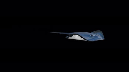 Stingray 4K Schwimmen