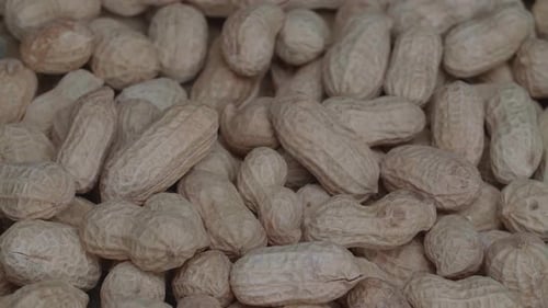 Pile of Peanuts in Shells, Close Up