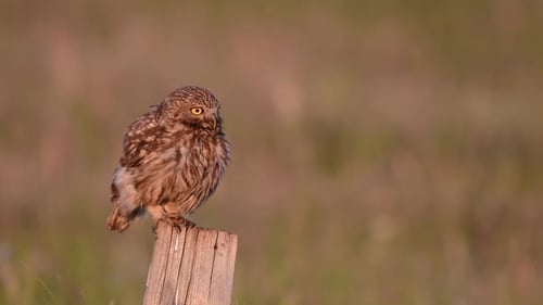 Adult female Little owl Athene noctua sits on a stick and screams