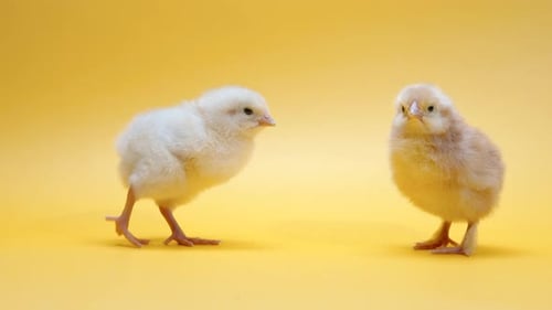 Two Cute Chicks on a Yellow Background