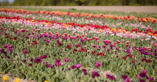 Blooming Tulips on Flowers Plantation Farm